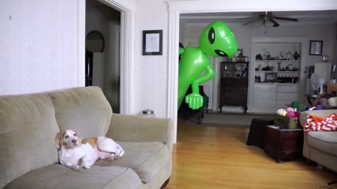 Unfazed pup faces giant alien in hilarious skit
