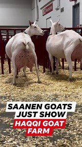 Saanen Goats Show Brazil Milking Machine Goats Haqqi Goat Farm Follow Us 🖤 #goats #turkey #trending #trendingreels #trendingnow #virals #viralpost #reelschallenge #reelitfeelit #reelsvideoシ #reelsindia #reelsfypシ #instalike #instagram #instagood #cute #goviral #fypシ゚viralシ #fypシ゚ #foryourpage #foryoupagereels #merrychristmas #Pakistan #indian #turkey #millionviews #StarSender #StarsEverywhere #viralpost2024 #foryouシ | Haqqi Goat Farm