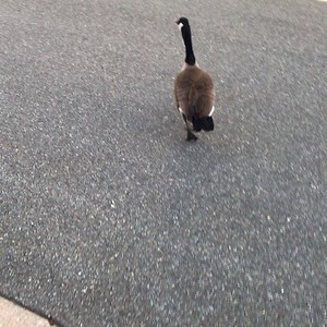 1.4K views · 79 reactions | Follow that bird. | Wolf Blitzer | Facebook