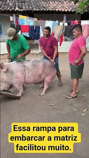 Watching our friend loading the sow for slaughter. #pigfarming #breeding #pig