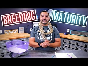 When To Start Pairing Your Ball Pythons?