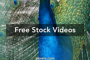 Best Peeing close up Videos