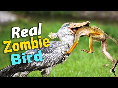 😱 Shoebill: FREAKY Bird That Eats MONKEYS