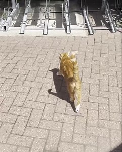 466K views · 10K reactions | Yes, please do fetch my bed out  | George, The Stourbridge Station Cat | Facebook