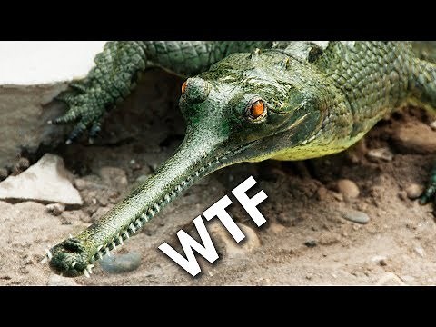 Gharials: Don’t Boop The Snoot