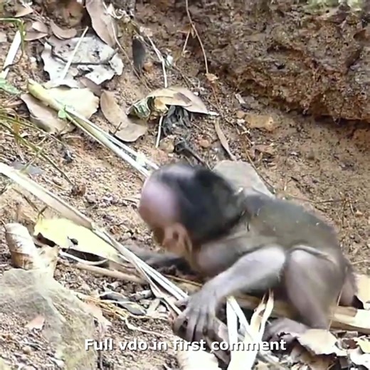 45K views · 771 reactions | Baby Monkey Breaks Down in Tears, Desperately Searching for Mother 沈 Check full vdo in first comment | Hello Monkey | Facebook