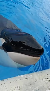 28K views · 138 reactions | orca eats ice #science #sciencefacts #facts #orca | Epixology | Facebook