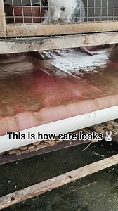 "BEFORE ➡️AFTER Clean the rabbit cage🐰 Don't underestimate hygiene.❗ #rabbitcage #animalwelfare #fyp #viralusa | Nurman Syahh