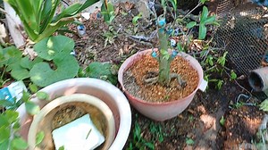 48K views · 399 reactions | Cách Chọn Bo Ghép Mai Vàng | Tính Bonsai | Facebook