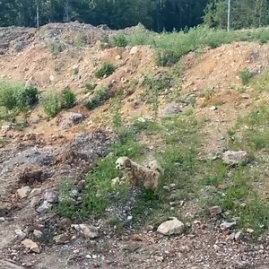 12K views · 571 reactions | This Saturday & Sunday!! Big deal crystal dig event!!! Hamilton Hills!! Whaaaaaaaat! Pricing for each day $75 for adults $50 for 60 & up $25 for under 18 Keep everything you find!! Open from 9am to 5pm each day Directions in comments | The Crystal Collector | Facebook