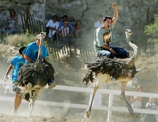 Ostrich Racing Information & Facts | Ostrich Races Worldwide