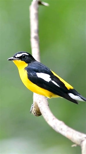 Yellow-rumped Flycatcher (Ficedula zanthopygia), a small yet strikingly beautiful songbird known for its vibrant plumage and migratory habits. The male Yellow-rumped Flycatcher is unmistakable — with a bright yellow belly and rump, black upperparts, and a bold white wing patch. Females are duller in comparison, with olive-brown tones, but still show the signature yellow rump. This species breeds in East Asia (China, Korea, Russia) and winters in Southeast Asia, including Thailand, Malaysia, and 