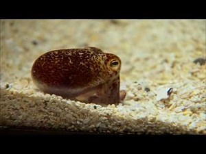 How Bacteria Communicate:﻿“Quorum Sensing”