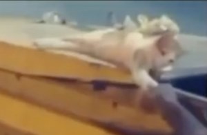 Lol: This Cat Really Dapped Dude Up!