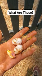825K views · 1.9K reactions | Does anybody know what these are? Can I eat them? #eggs #mystery #digging #dinosaur | The Clueless 2 | Facebook