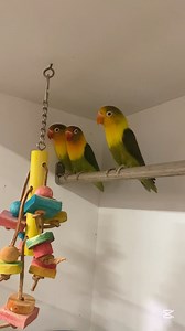 99 reactions | Snapshot of our aviary birds in store 列 Zebra Finches, Gouldian Finches, Lovebirds, Canaries, Budgies, Indian Ringnecks & Cockatiels  | Birdsville / Petsville - Bird & Small Animal Specialists | Facebook