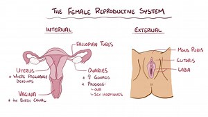 Video: Anatomy and physiology of the female reproductive system - Video Explanation! | Osmosis | Osmosis