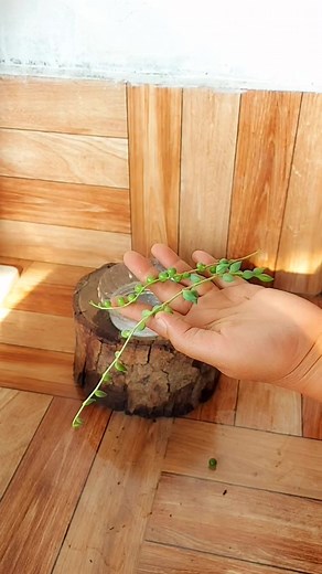 5.2K views · 86 reactions | Propagation String of Pearls and String of Tears Plant from Cuttings in LECA Balls. 20 Days Growth Update #succulents #propagation | Flower lovers | Facebook