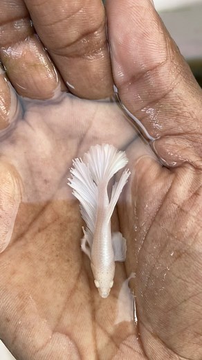 Pez betta dumbo blanco hm o media luna #betta #hm #blanco | Platino Bettas