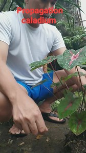 357 reactions · 116 comments | Propagation caladium plant, #propagating #caladiumplant #fromthegarden #plants #garden #repottingplants #fypシ゚viral #naturelover #plantlife #plantlove #realvideo #chinitoboy #InReaLife #viralreels #trendingreels #fbreels | Jayson M. Gaylan | Facebook