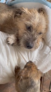 1.9K views · 205 reactions | Our lovely little dog family is doing...