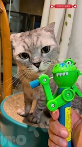 Funny & Cute Cats reaction #shorts ￼