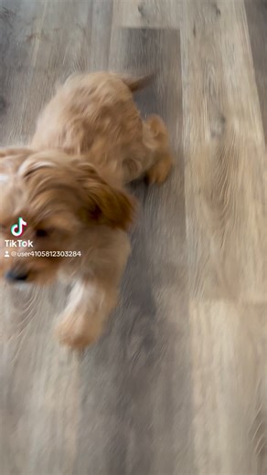 Kara is a first generation Cavapoo. She LOVES to play around and is still looking for her fur-ever home. ..#creeksidepuppyadoptions #adoptapuppy #cutelittlepuppy #poodlemix #cavapoopuppy #cavapoo #f1 #f1cavapoo ￼ | Creekside Puppy Adoptions