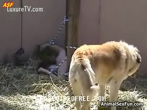 Amateur woman chained up outdoors and explored by animals