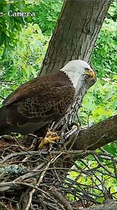 10K views · 706 reactions | HM2 returns to Pittsburgh Hays bald eagle nest #eagles #eaglenest #livestream | PixCams | Facebook