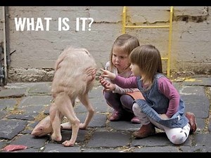 ✔ 75 Most Weird, Scary and Rarest Animals in the World Real Pictures (Rare Compilation)