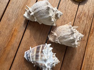 Florida Large Banded King Conch - Etsy