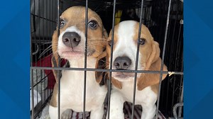 Beagles rescued from breeding facility up for adoption at Virginia Beach SPCA