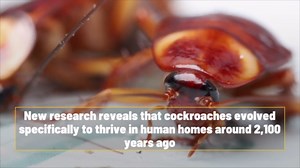 Humans Are The Reason Cockroaches Exist