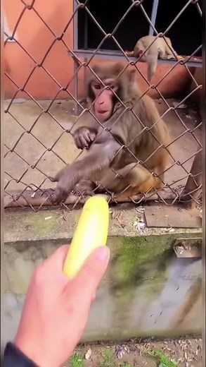 Grumpy Monkey destroys banana 🤣