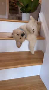 727K views · 32K reactions |  #cutedog #reelsfypシ #reelsviralシfb #videoviralシviralシ2025 #algorithmboostfypシ゚viralシ #algorithmboostfypシ゚viralシ #doglover #videoviralシviralシ2025 #reelsfypシ #trendingreel #trendingreel #trendingnow #trendingpost #cute #cutepuppy #cutenessoverload #algorithm #AlgorithmBoost | Woofwoof | Facebook