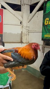 8.3K views · 65 reactions | Handler jeff holding a jaguar roundhead the winningest dancer of mr Boyet Plaza | Camilo Mark C Ugay | Facebook