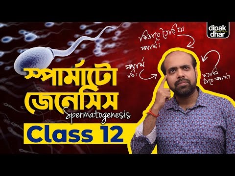 Spermatogenesis | Class 12 | Male Reproductive System | Sperm Development