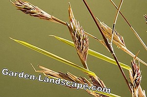 Plantas: Muriel Bamboo, Fargesia Murielae - Cuidados | 2025