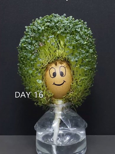 Growing Plants with Eggshells: A Timelapse Journey