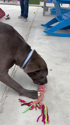 Marlee is a two-year-old Silver Lab/ Weimaraner mix who is an absolute sweetheart! Marlee loves to play with toys and knows basic commands. Marlee was found as a stray and has been at the shelter for roughly five months. Marlee would love to go home with you and your family! Marlee gets along great with other dogs she has met at the shelter! Please call Animal Services at (985) 809-0183 and come meet her! 🤍 | St. Tammany Parish