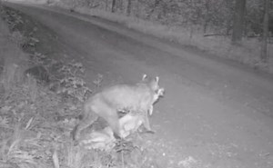 Video: Bobcat Ruthlessly Takes Down Deer Fawn | OutdoorHub