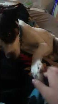 Dog Won't Let Owner Stop Scratching His Chest - 1043825
