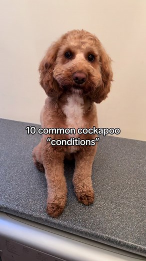 10 Common Cockapoo Conditions You Should Know