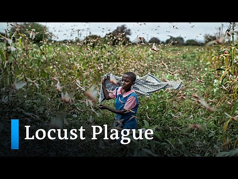 Billions of locusts threaten food security in East Africa | DW News