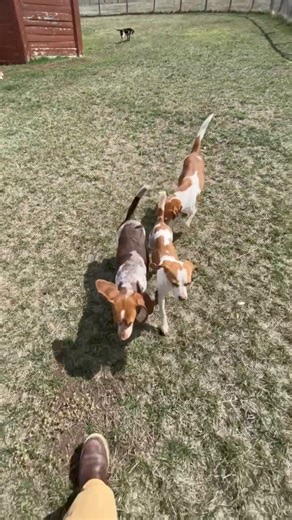 Beagle fun! | Kindness Ranch Animal Sanctuary