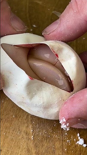 This ball python hatched out purple/ #shorts