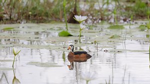 African pygmy goose - a first for us in Kruger. #twigatravelafrica #leeupan #krugernationalpark #africanpygmygoose #birdsofkruger #sabirds #nuts_about_birds #nature_perfection #waterhole #waterbirds #rarebird #feather_perfection #birdlifesa | Twiga Travel Africa