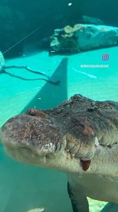 Zero stress on a Monday over here from our boy Daly. 🐊🫧 | Crocosaurus Cove Darwin
