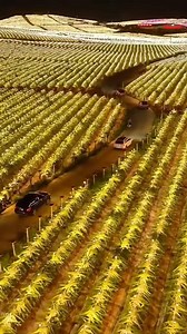 "LED Lights Boost Dragon Fruit Production in Vietnam" #DragonFruit #VietnamFarming #OffSeasonHarvest #LEDTechnology #AgriculturalInnovation | Satisfying Videos