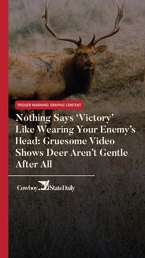 They may appear docile, peaceful creatures, but deer can get downright violent. In a video that recently went viral, what appears to likely be a Scandinavian red deer is proudly sporting the antlers – and most of the head — of another deer he’d killed in single combat. After watching the gruesome footage, a wildlife official said it accurately depicts just how aggressive deer species can get, particularly when males clash during the rut, or mating season. Read more here: https://cowboystatedaily